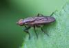 Pherbellia cinerella